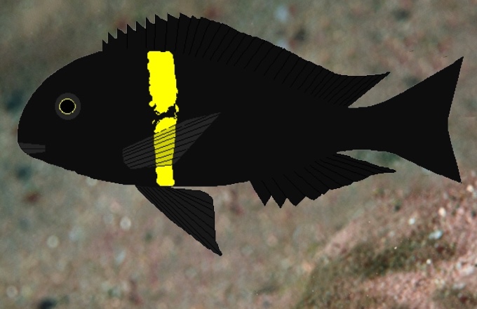 Tropheus sp. 'black' Cape Banza